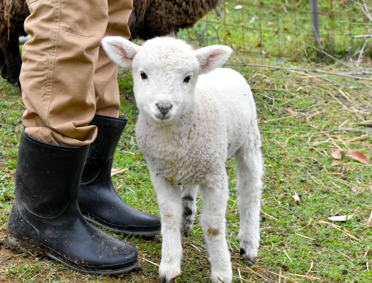 難産の子もすくすく　みわファームで羊の赤ちゃん